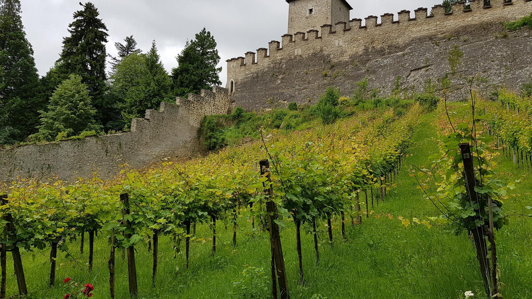 Weingarten 3 | © R. Büger-Liebl