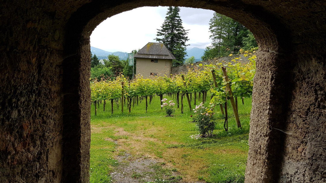 Blick in den Weingarten | © R. Büger-Liebl