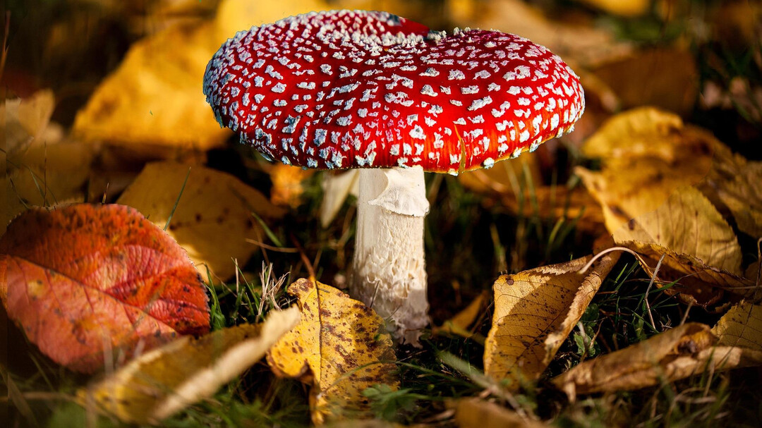 Fliegenpilz | © Welt der Gifte