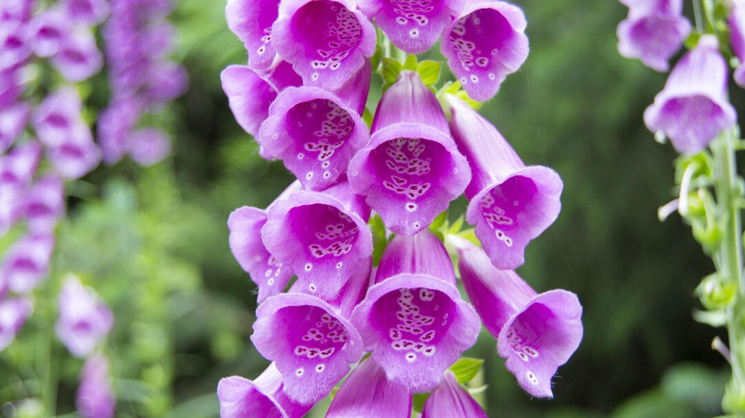 Fingerhut | © Welt der Gifte