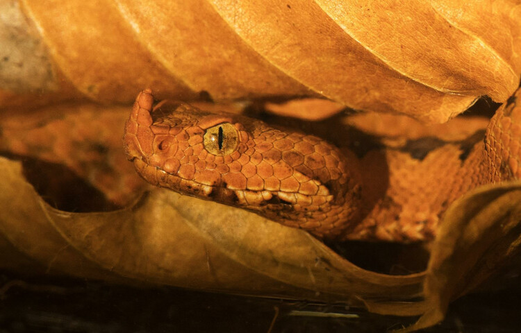 Europäische Hornviper (Vipera ammodytes) | © Welt der Gifte