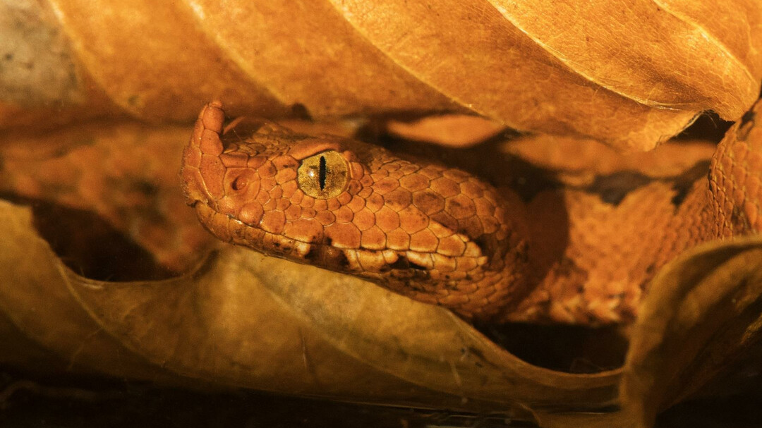 Europäische Hornviper (Vipera ammodytes) | © Welt der Gifte