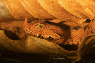 Europäische Hornviper (Vipera ammodytes) | © Welt der Gifte