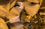 Östliche Gabunviper (Bitis gabonica) | © Welt der Gifte