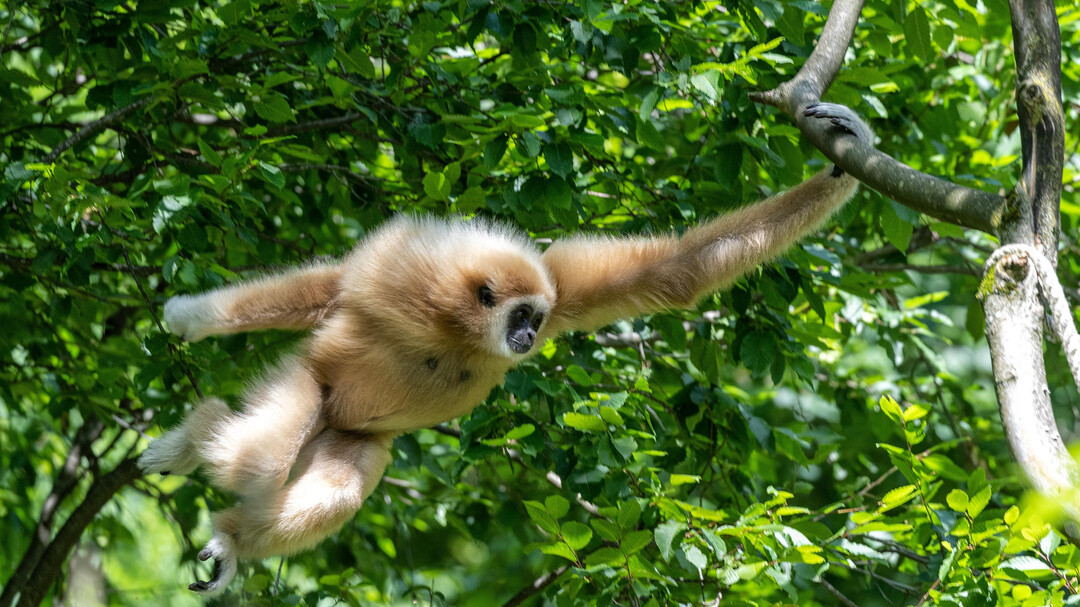Weißhandgibbon Maya in Action | © Zoo Salzburg Hellbrunn Foto: Kerstin Joensson