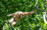 Weißhandgibbon Maya in Action | © Zoo Salzburg Hellbrunn Foto: Kerstin Joensson