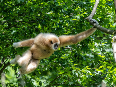 Weißhandgibbon Maya in Action | © Zoo Salzburg Hellbrunn Foto: Kerstin Joensson