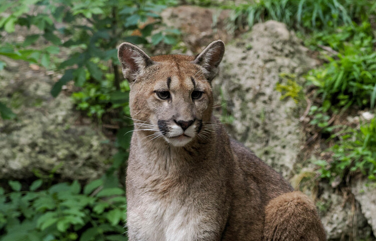 Zoo Salzburg: Puma Dylan | © Zoo Salzburg Hellbrunn Foto: Angie Köppl