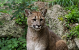 Zoo Salzburg: Puma Dylan | © Zoo Salzburg Hellbrunn Foto: Angie Köppl