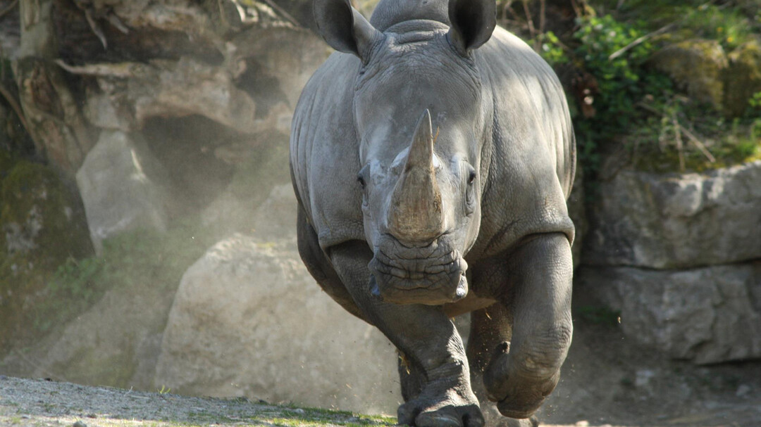 Breitmaulnashorn | © Zoo Salzburg