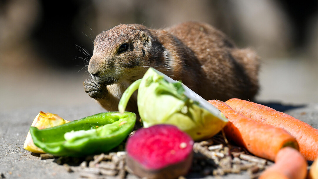 bear | © Zoo Salzburg / Kerstin Joensson