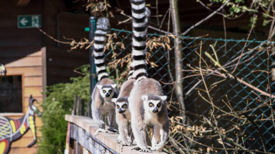 Kattas | © Zoo Salzburg Hellbrunn, Angelika Köppl