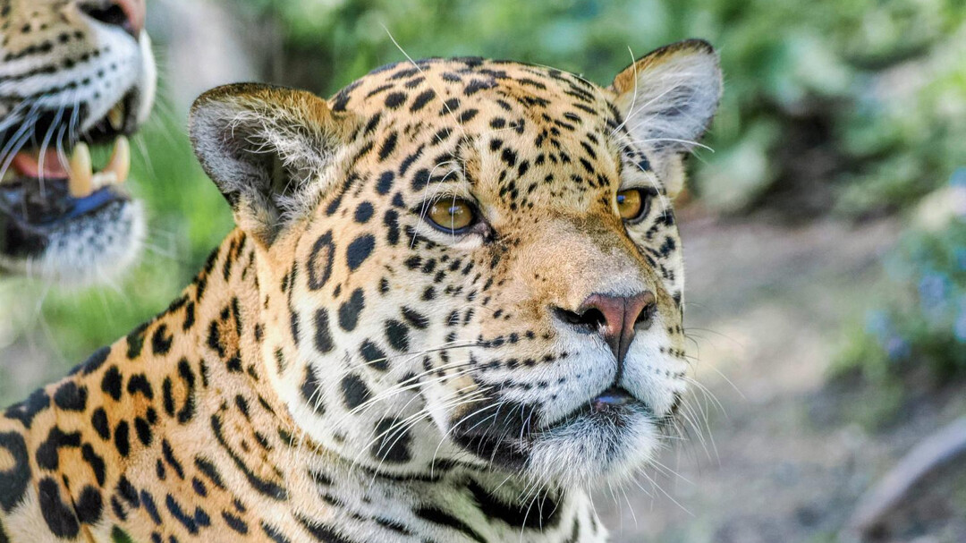 Jaguar | © Zoo Salzburg Hellbrunn, Angelika Köppl