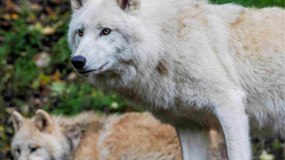 Polarwolf | © Zoo Salzburg Hellbrunn, Angelika Köppl