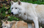 Polarwolf | © Zoo Salzburg Hellbrunn, Angelika Köppl