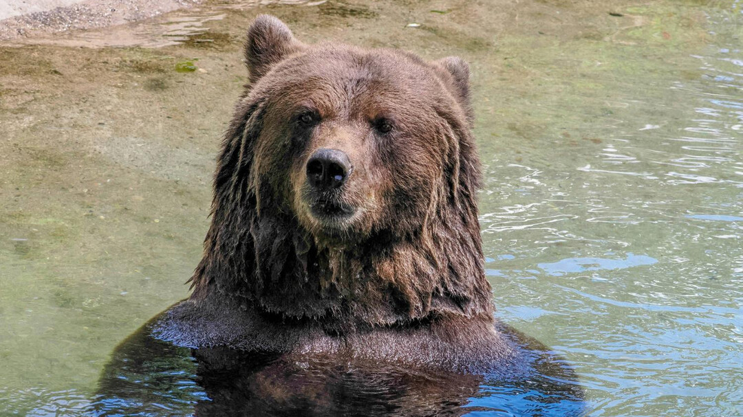 Badender Braunbär | © Zoo Salzburg Hellbrunn, Angelika Köppl