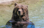 Badender Braunbär | © Zoo Salzburg Hellbrunn, Angelika Köppl