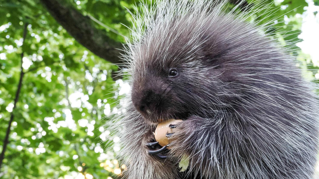 Nordamerikanischer Baumstachler | © Zoo Salzburg Hellbrunn, Angelika Köppl