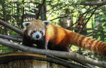 Roter Panda | © Zoo Salzburg Hellbrunn, Angelika Köppl