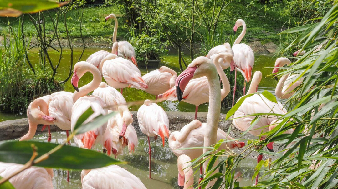 Rosa Flamingo | © Zoo Salzburg Hellbrunn, Angelika Köppl