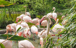 Rosa Flamingo | © Zoo Salzburg Hellbrunn, Angelika Köppl