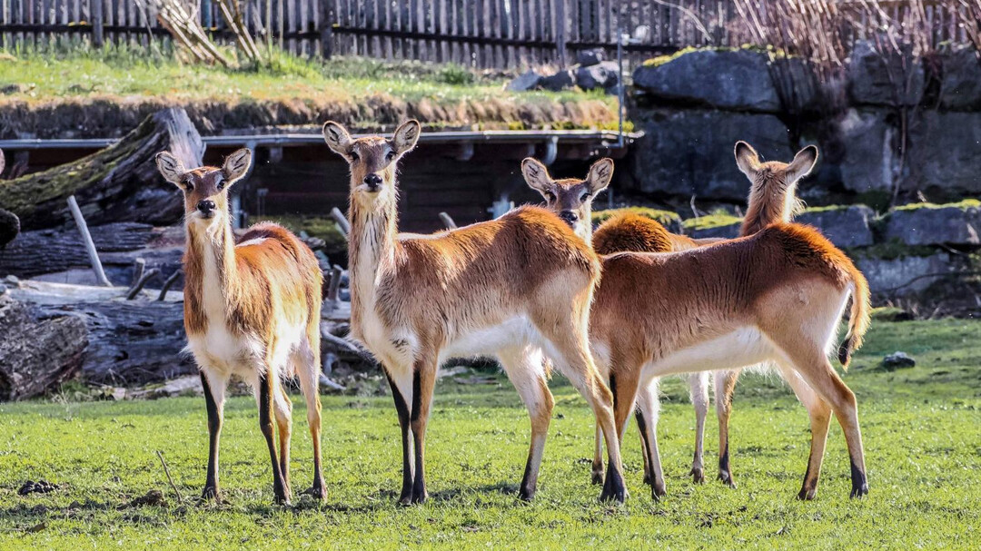 Litschi Wasserbock | © Zoo Salzburg Hellbrunn, Angelika Köppl