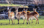 Litschi Wasserbock | © Zoo Salzburg Hellbrunn, Angelika Köppl