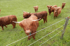unsere Hochlandrinder